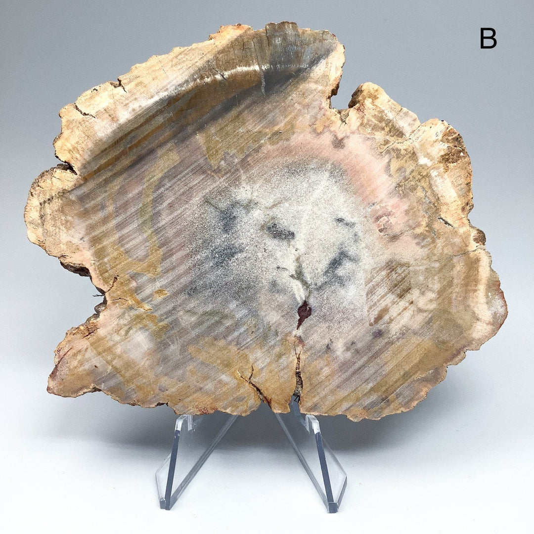Petrified Wood Slice - Rocks and Gems Canada