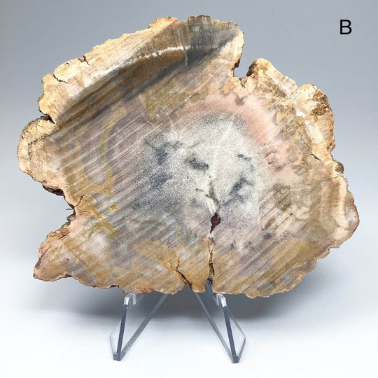 Petrified Wood Slice - Rocks and Gems Canada