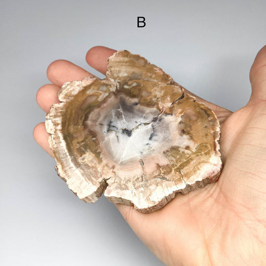 Petrified Wood Slice - Rocks and Gems Canada