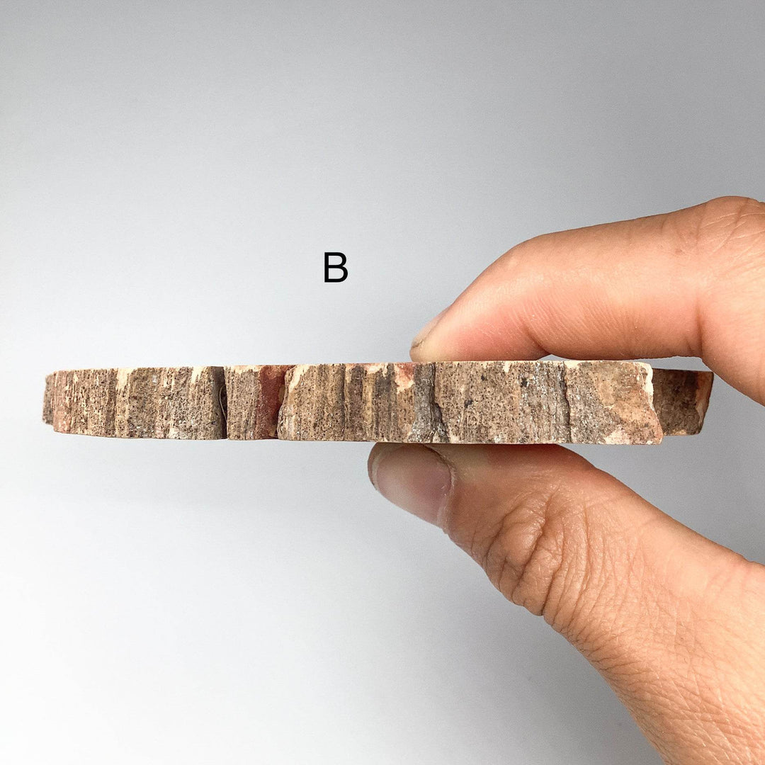 Petrified Wood Slice - Rocks and Gems Canada