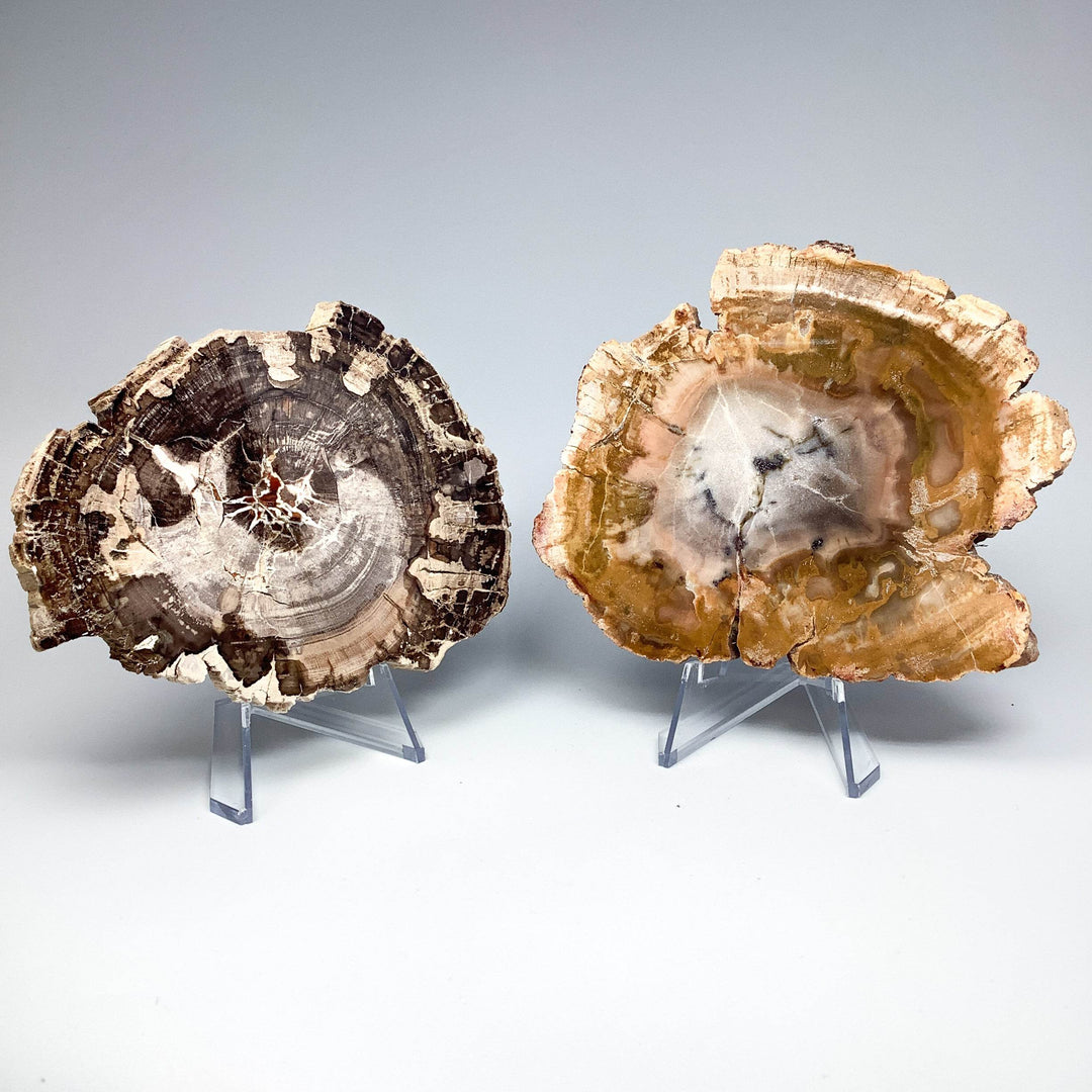 Petrified Wood Slice - Rocks and Gems Canada