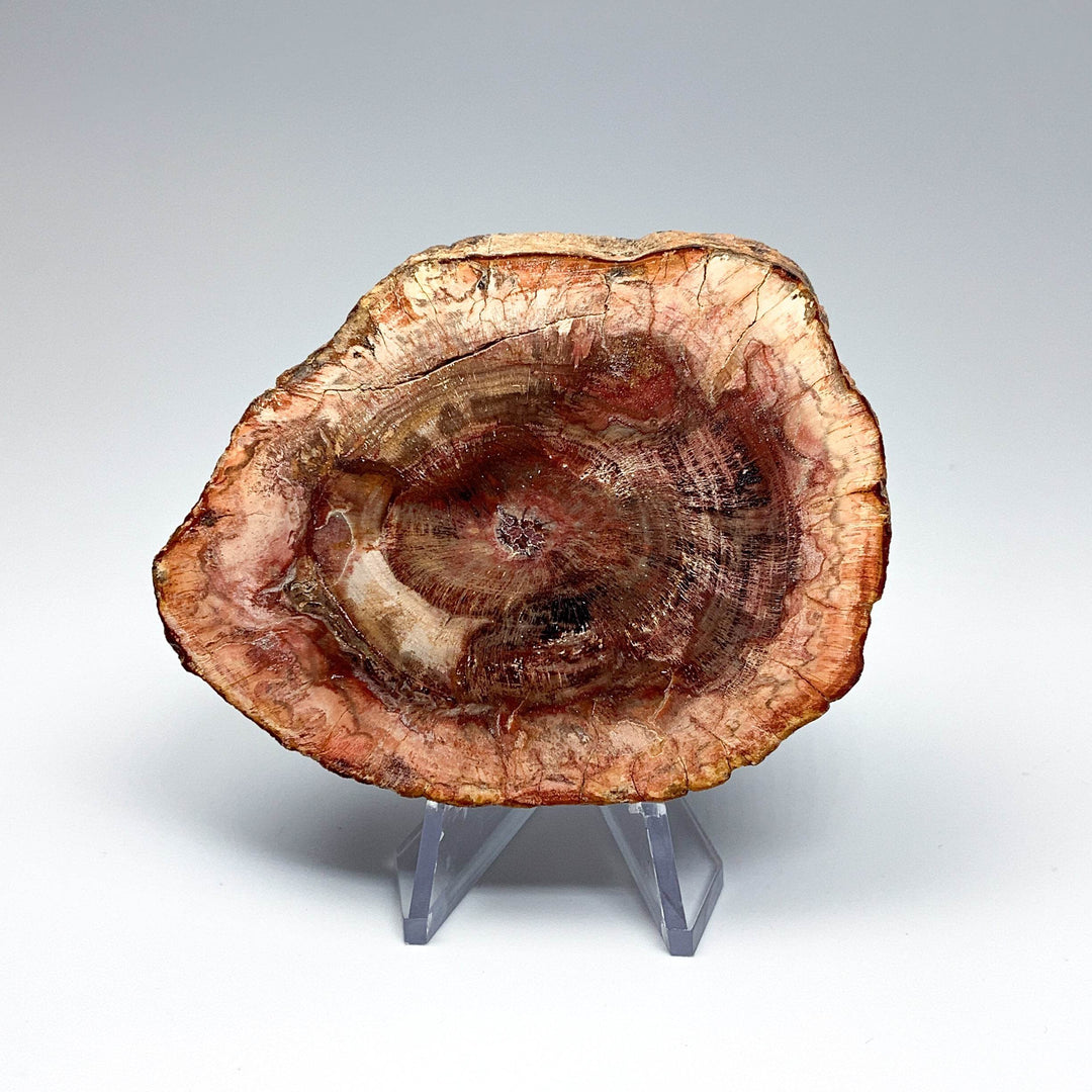 Petrified Wood Slice - Rocks and Gems Canada