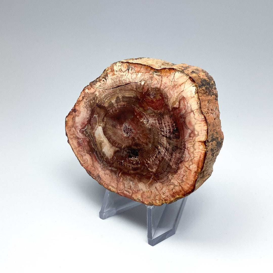 Petrified Wood Slice - Rocks and Gems Canada