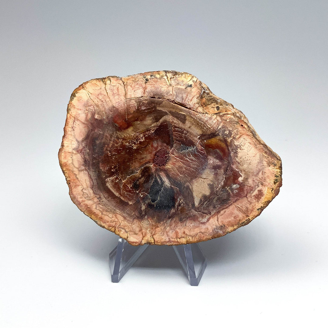 Petrified Wood Slice - Rocks and Gems Canada