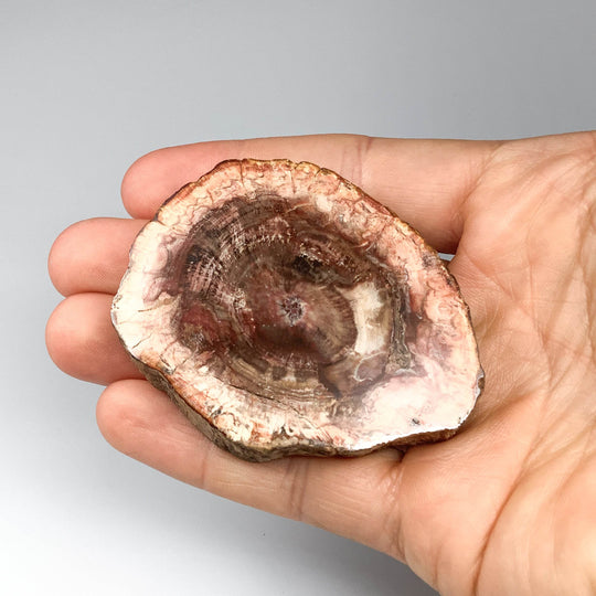 Petrified Wood Slice - Rocks and Gems Canada
