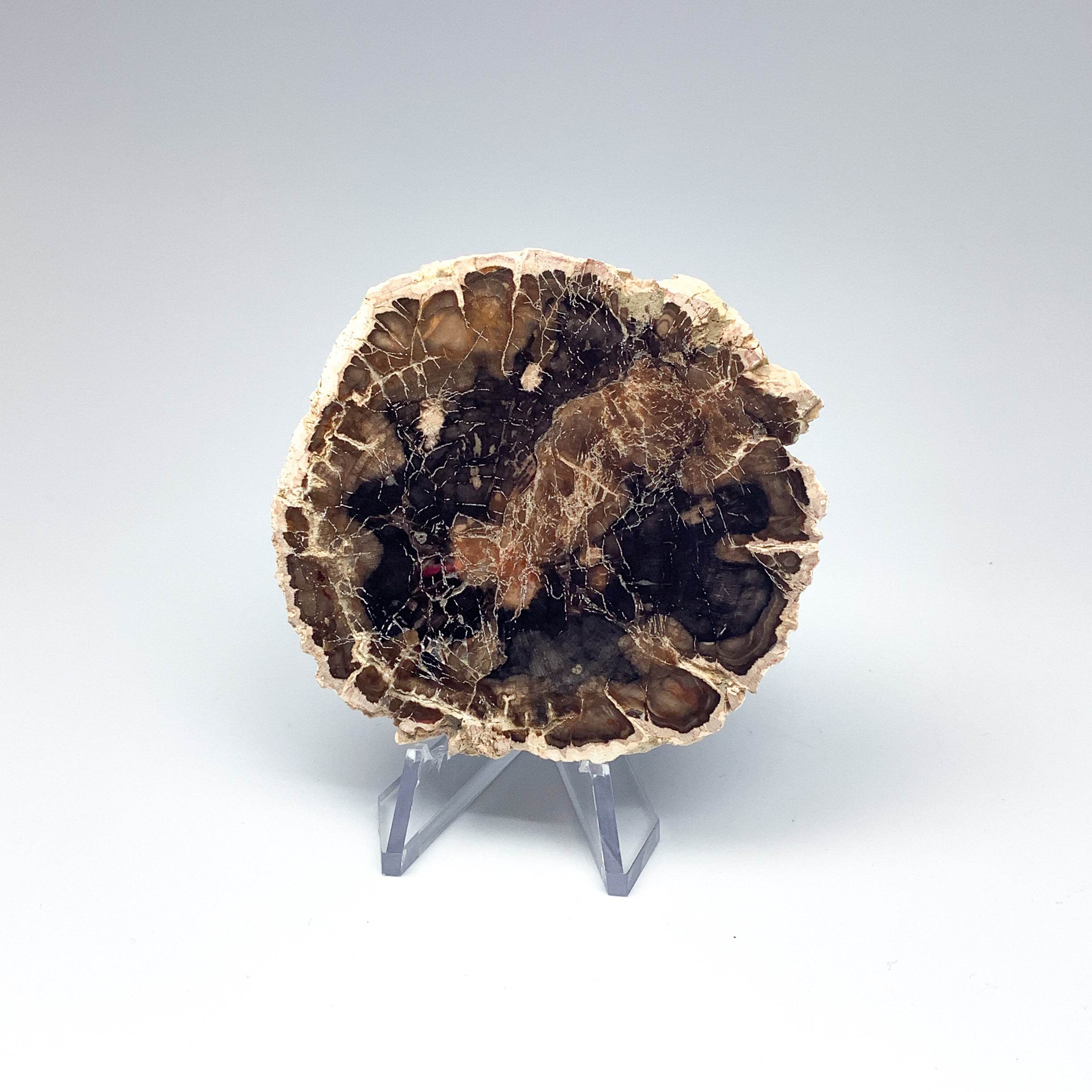 Petrified Wood Slice - Rocks and Gems Canada