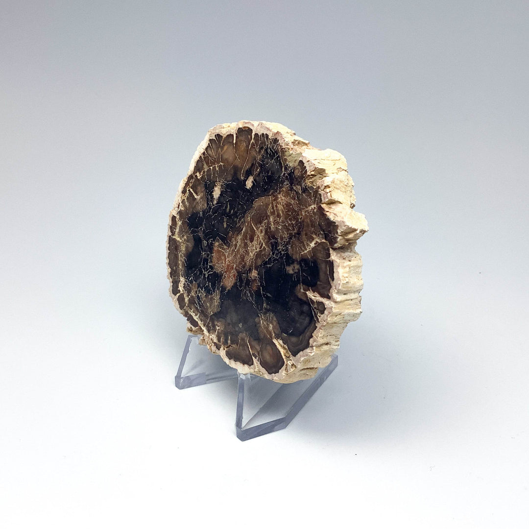 Petrified Wood Slice - Rocks and Gems Canada