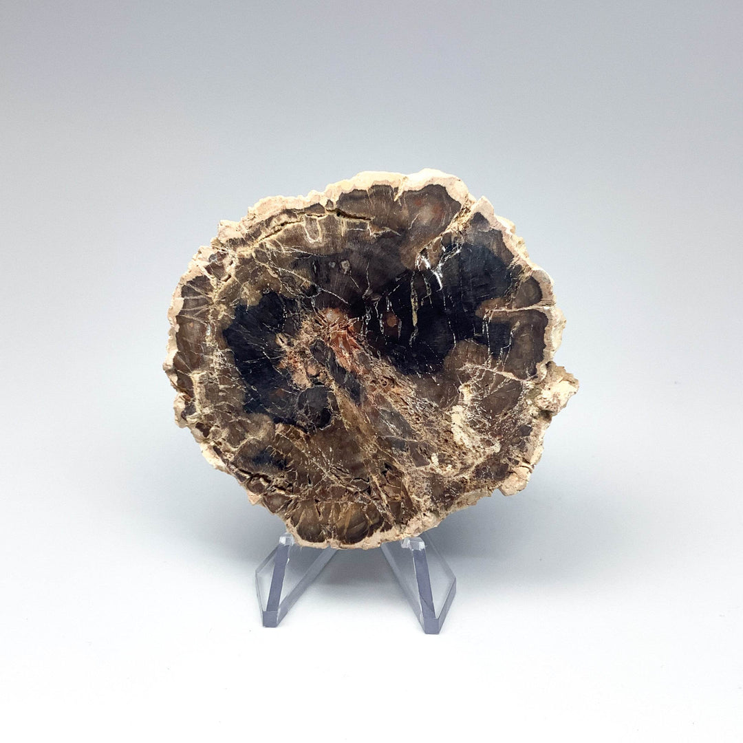 Petrified Wood Slice - Rocks and Gems Canada