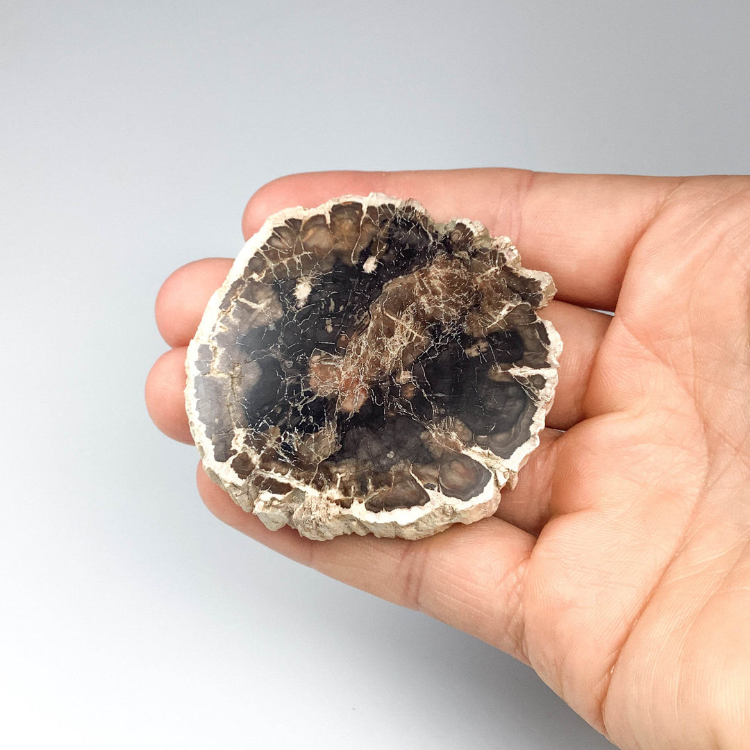 Petrified Wood Slice - Rocks and Gems Canada