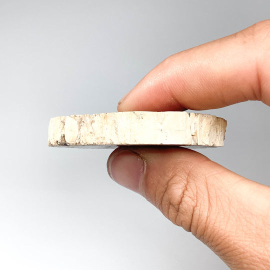 Petrified Wood Slice - Rocks and Gems Canada