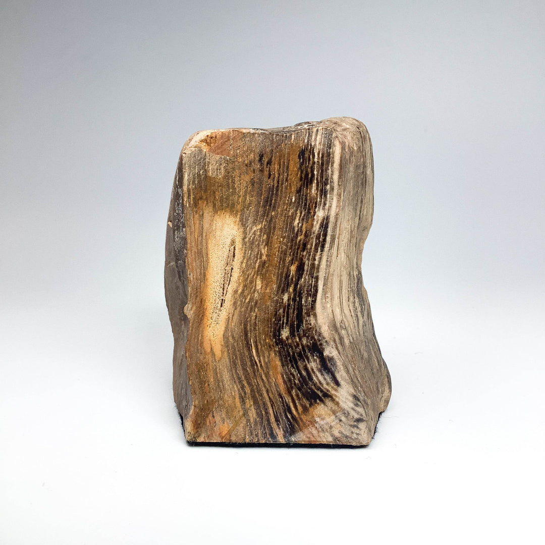 Petrified Wood Stand Up - Rocks and Gems Canada