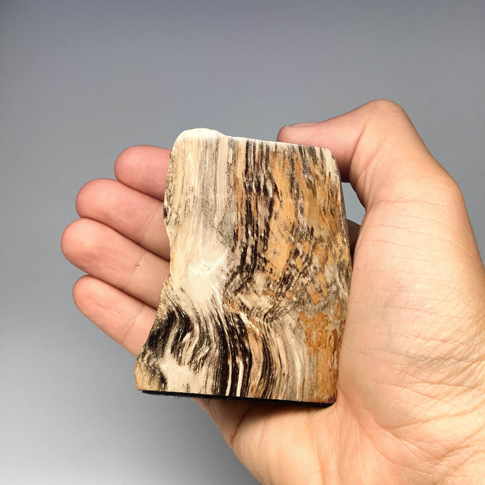 Petrified Wood Stand Up - Rocks and Gems Canada