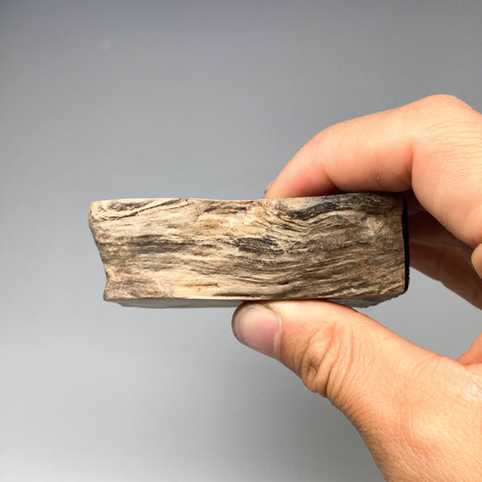 Petrified Wood Stand Up - Rocks and Gems Canada