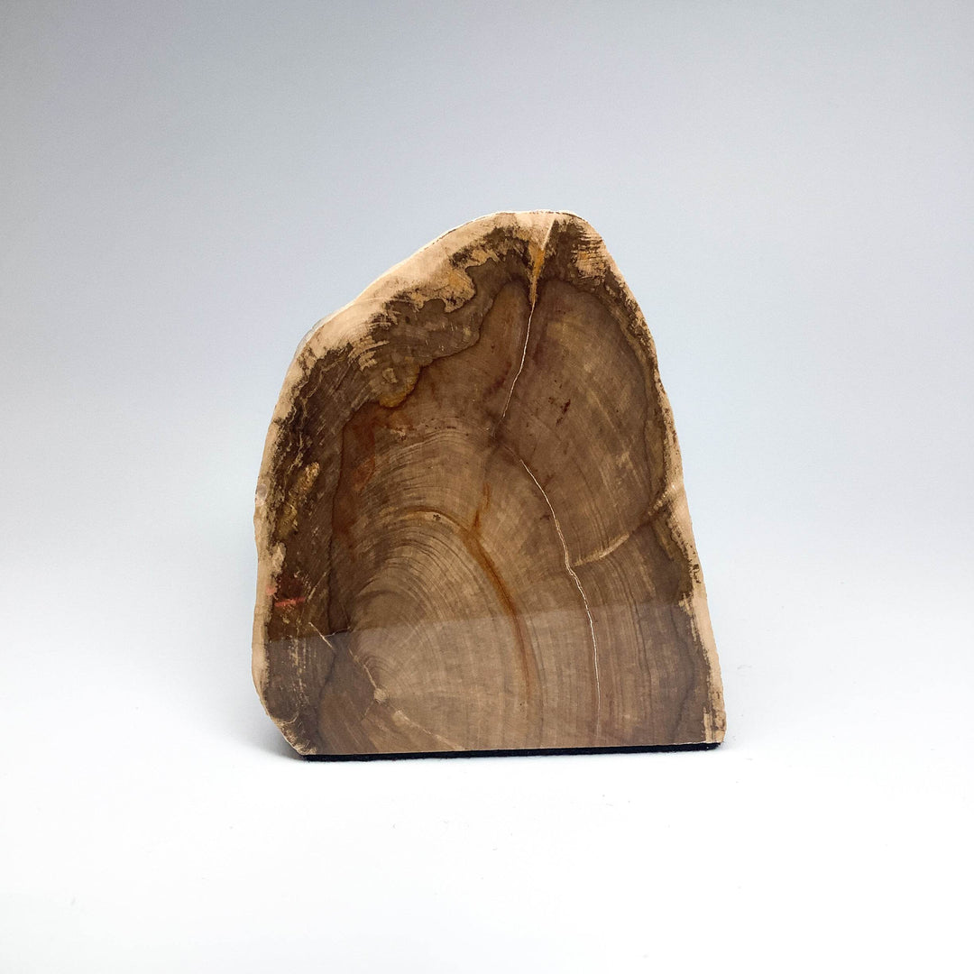 Petrified Wood Stand Up - Rocks and Gems Canada
