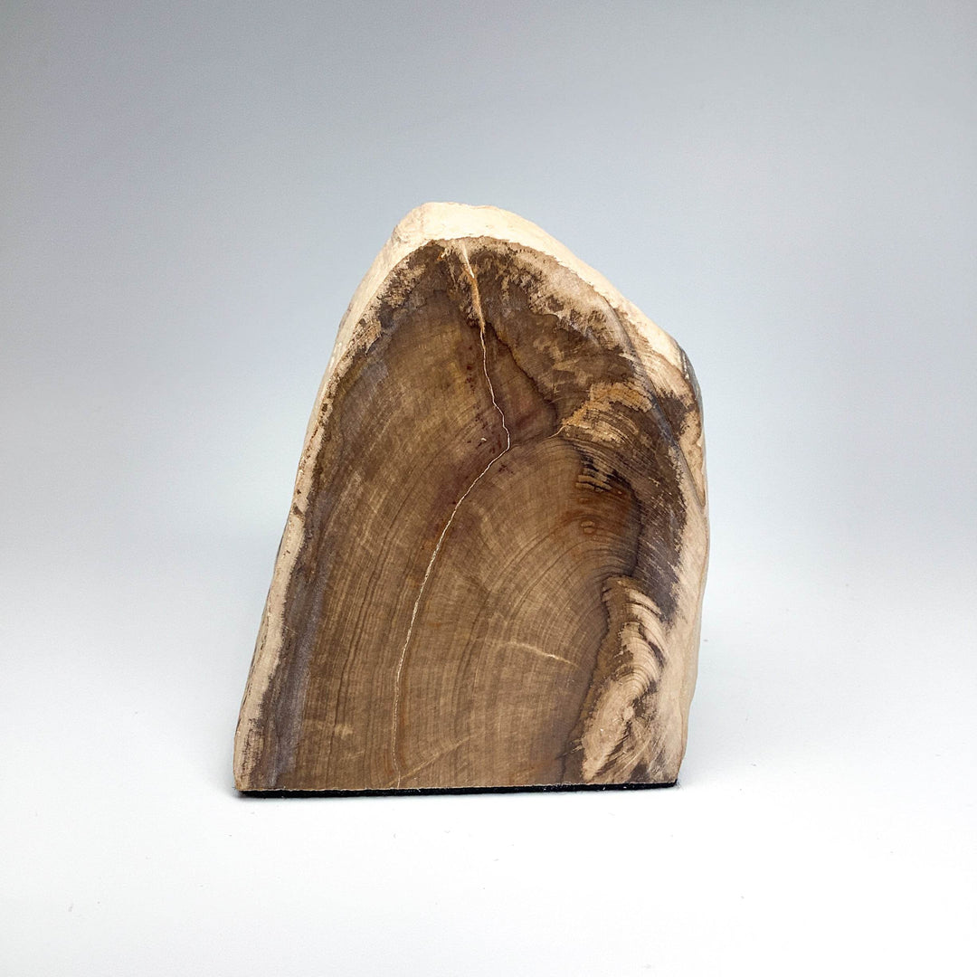 Petrified Wood Stand Up - Rocks and Gems Canada