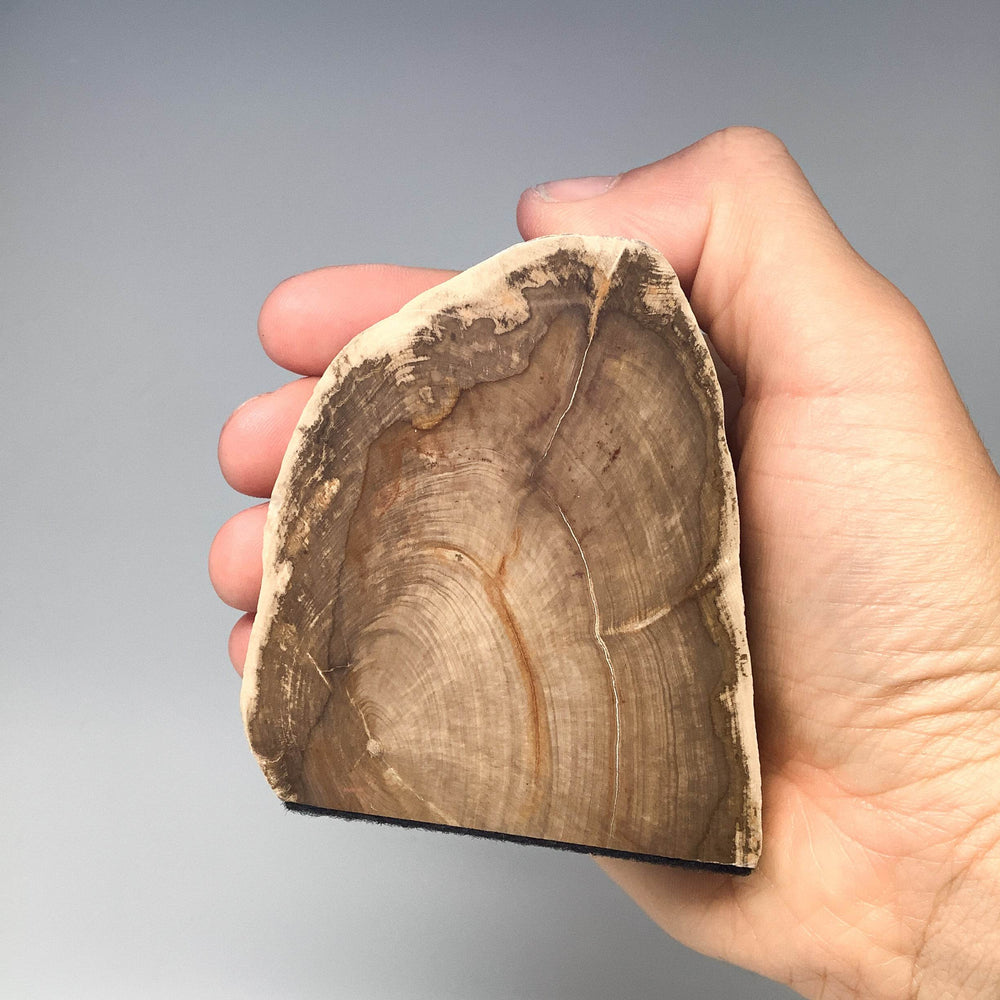 Petrified Wood Stand Up - Rocks and Gems Canada