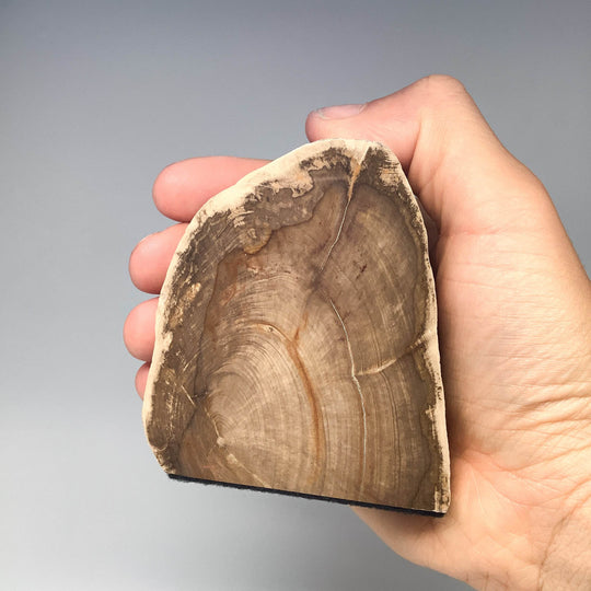 Petrified Wood Stand Up - Rocks and Gems Canada