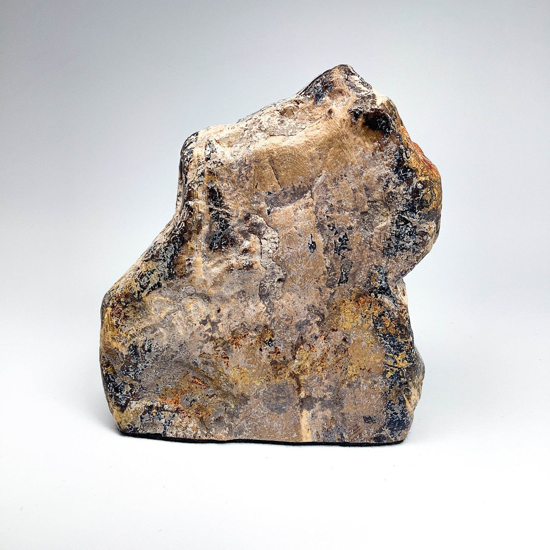 Petrified Wood Stand Up - Rocks and Gems Canada