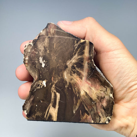 Petrified Wood Stand Up - Rocks and Gems Canada