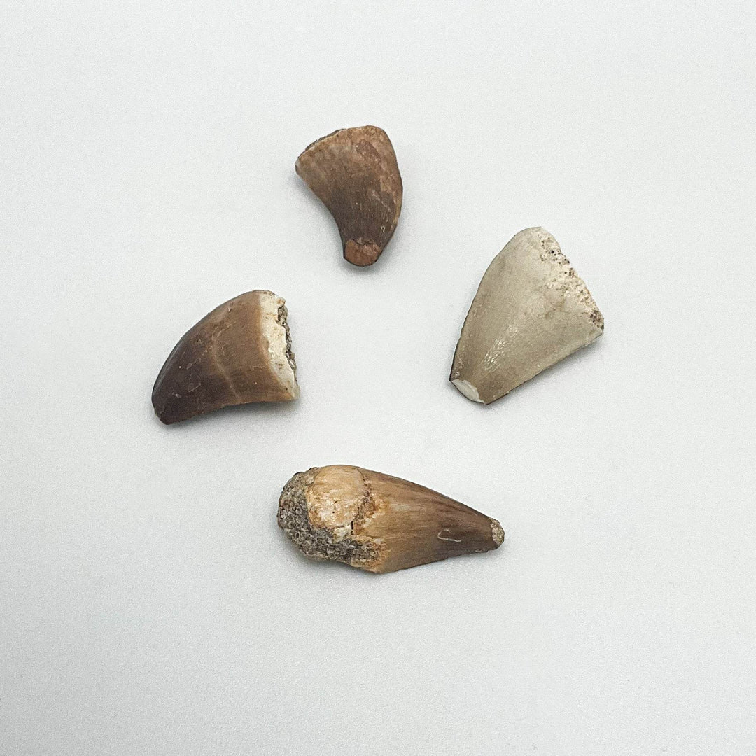 Fossilized Mosasaur Tooth Specimen - Rocks and Gems Canada