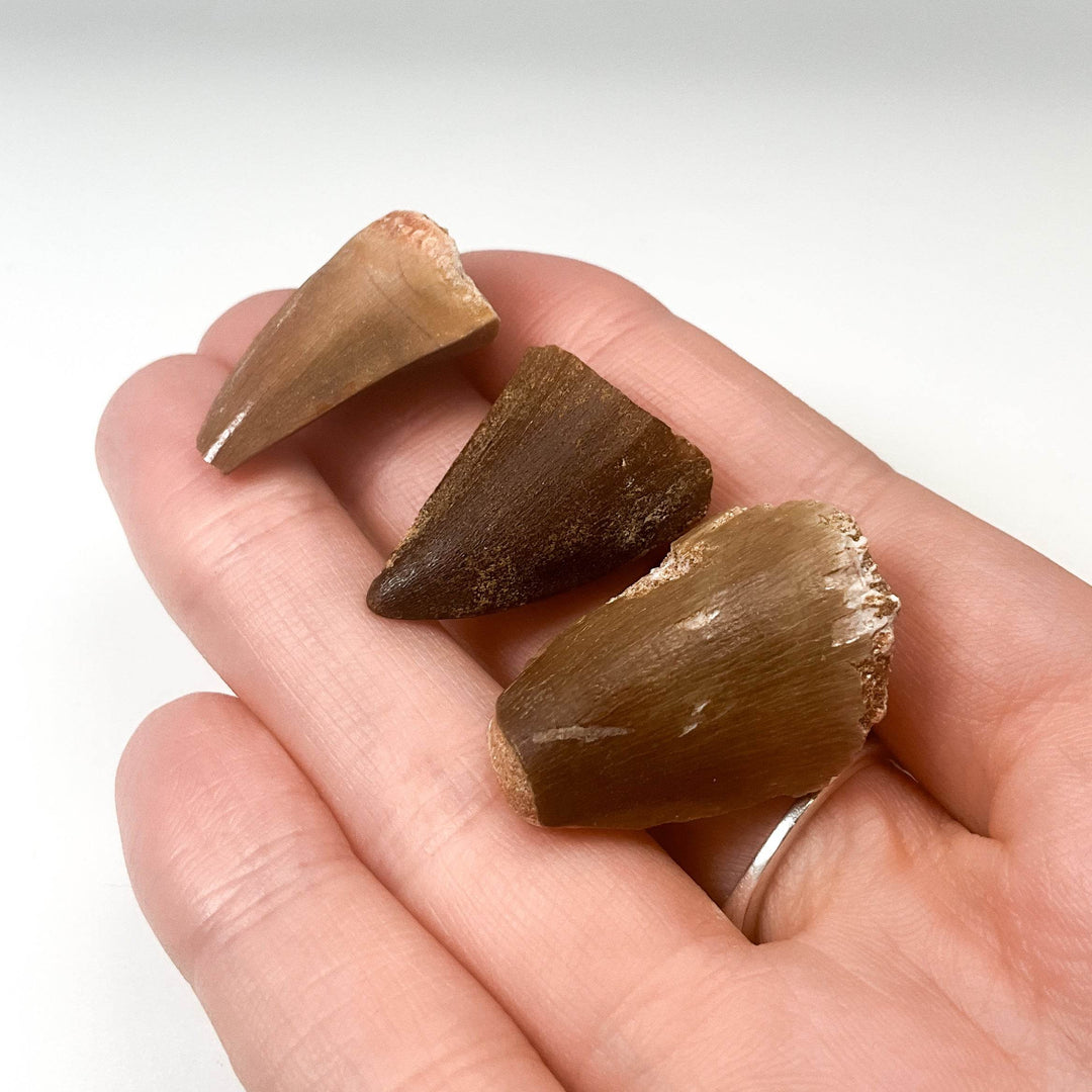 Fossilized Mosasaur Tooth Specimen - Rocks and Gems Canada