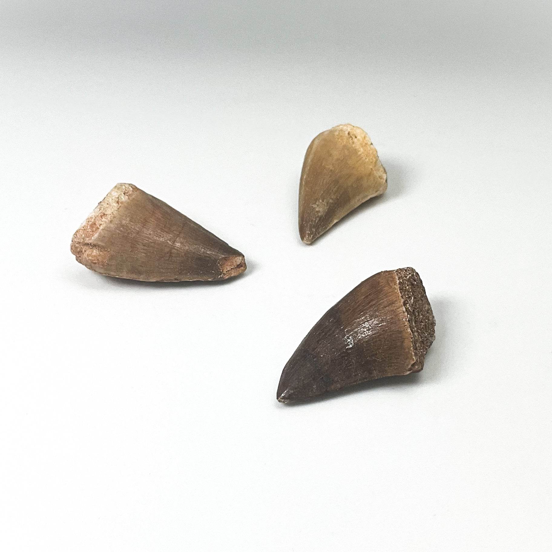 Fossilized Mosasaur Tooth Specimen - Rocks and Gems Canada