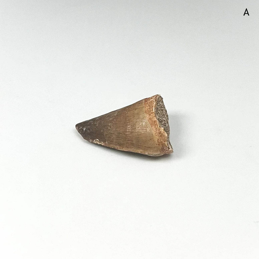 Fossilized Mosasaur Tooth Specimen - Rocks and Gems Canada