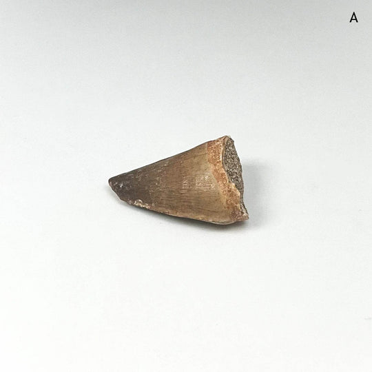 Fossilized Mosasaur Tooth Specimen - Rocks and Gems Canada