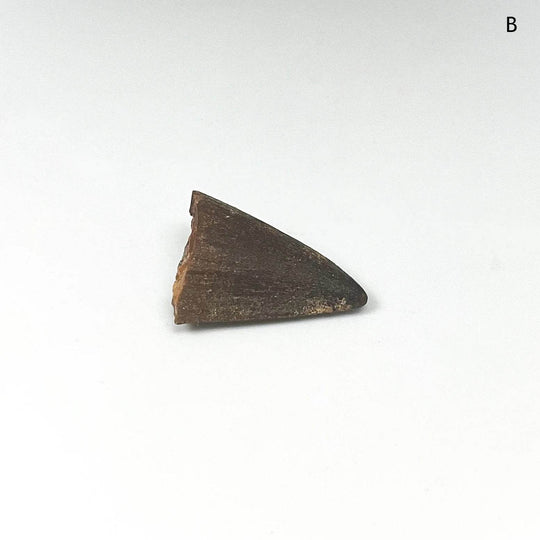 Fossilized Mosasaur Tooth Specimen - Rocks and Gems Canada