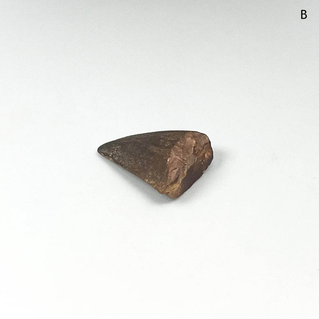 Fossilized Mosasaur Tooth Specimen - Rocks and Gems Canada