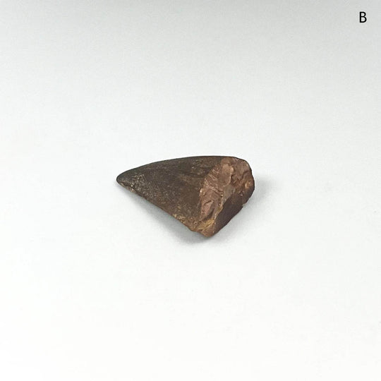 Fossilized Mosasaur Tooth Specimen - Rocks and Gems Canada