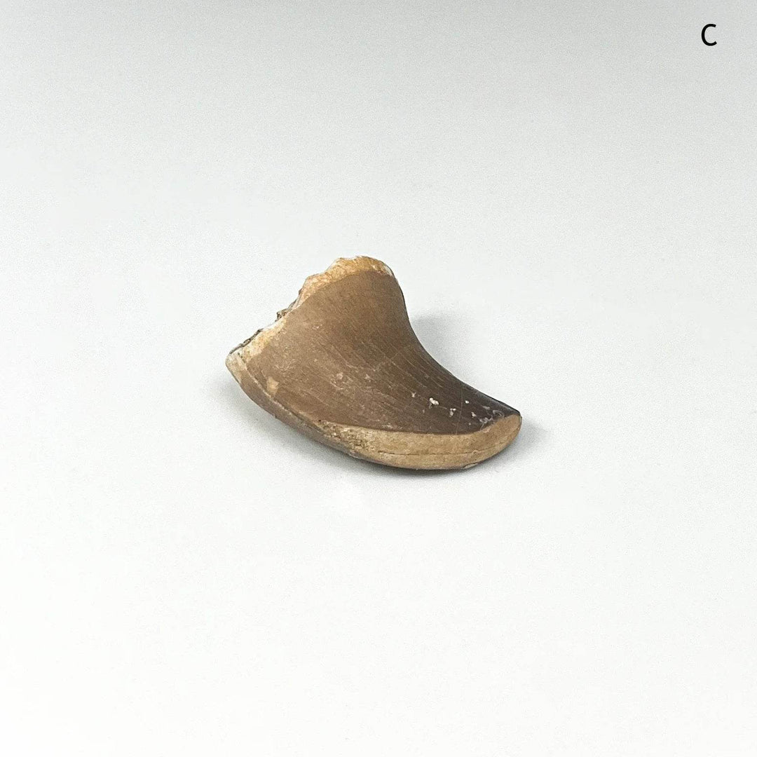 Fossilized Mosasaur Tooth Specimen - Rocks and Gems Canada