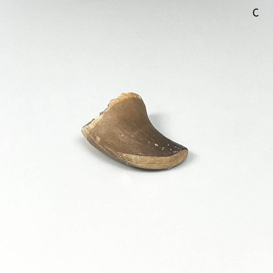 Fossilized Mosasaur Tooth Specimen - Rocks and Gems Canada