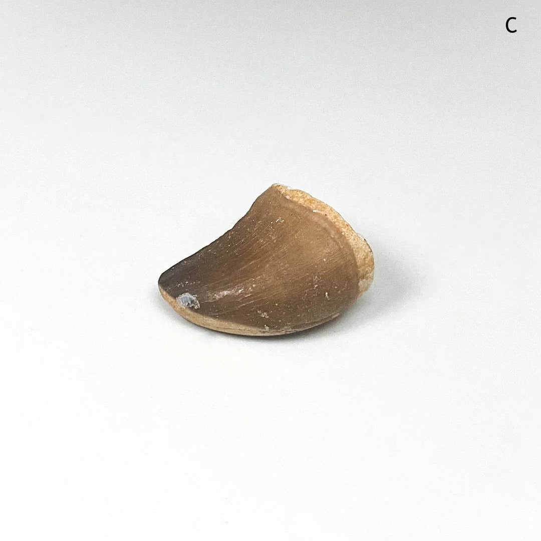 Fossilized Mosasaur Tooth Specimen - Rocks and Gems Canada