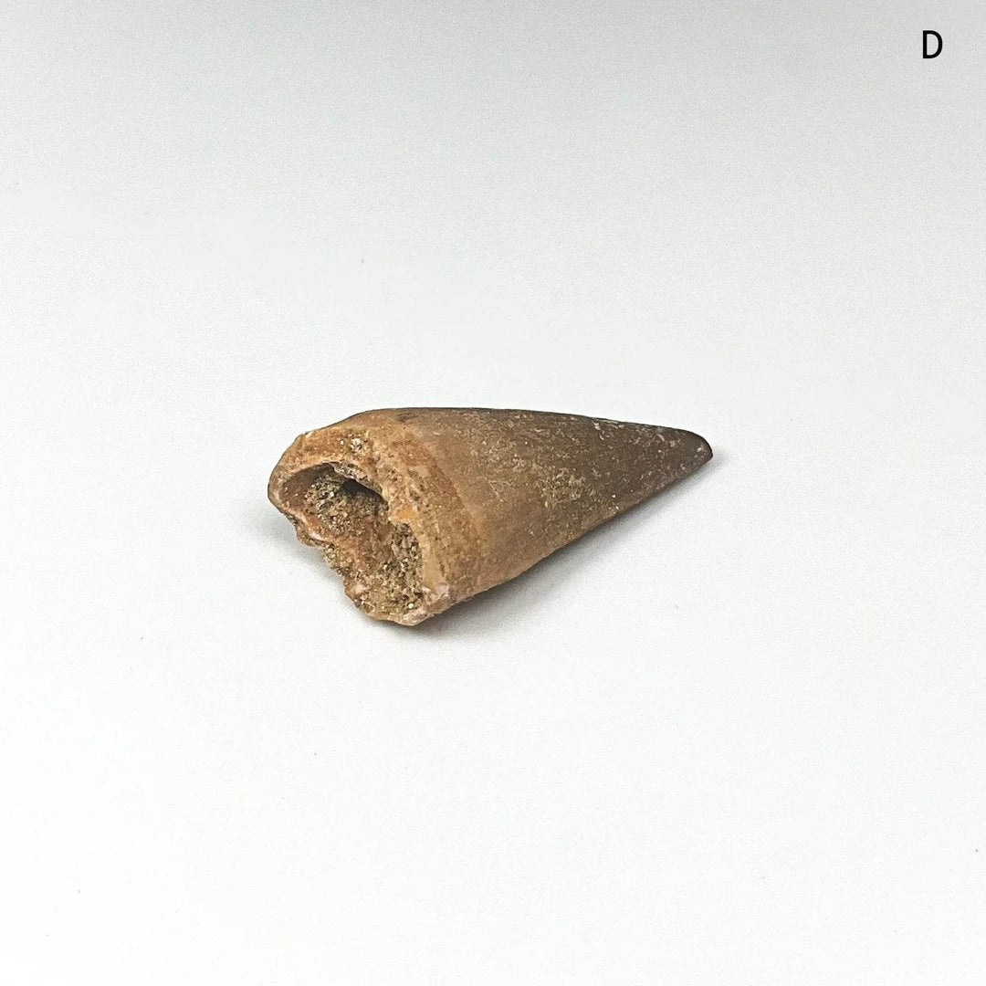 Fossilized Mosasaur Tooth Specimen - Rocks and Gems Canada