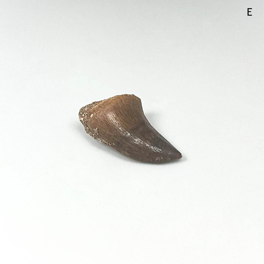 Fossilized Mosasaur Tooth Specimen - Rocks and Gems Canada