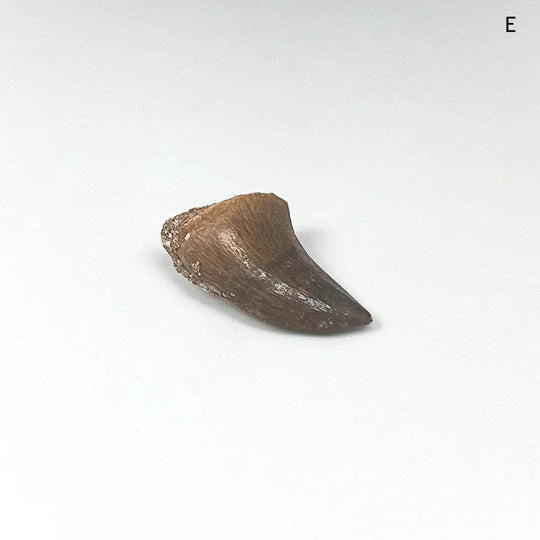 Fossilized Mosasaur Tooth Specimen - Rocks and Gems Canada