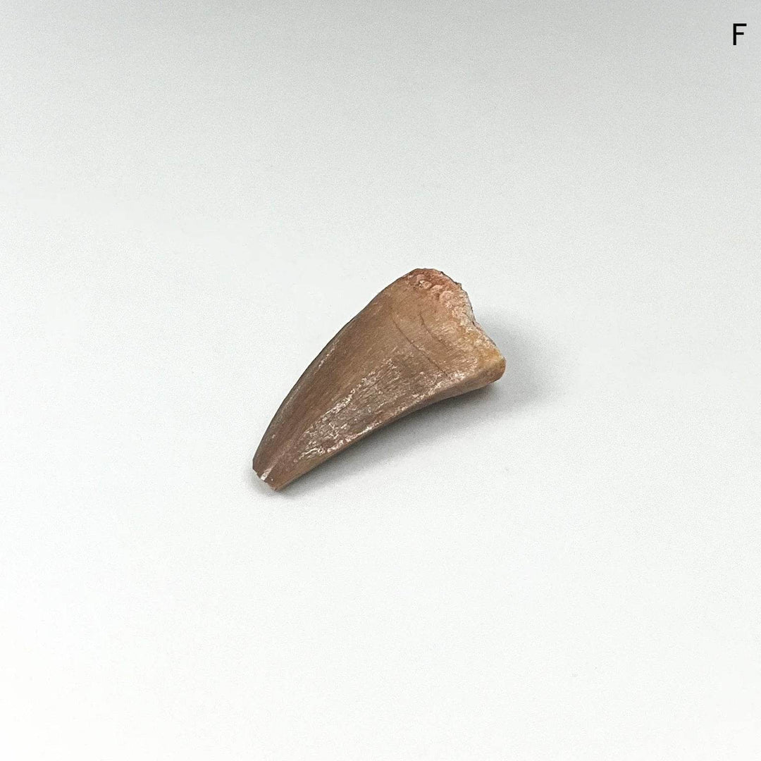 Fossilized Mosasaur Tooth Specimen - Rocks and Gems Canada