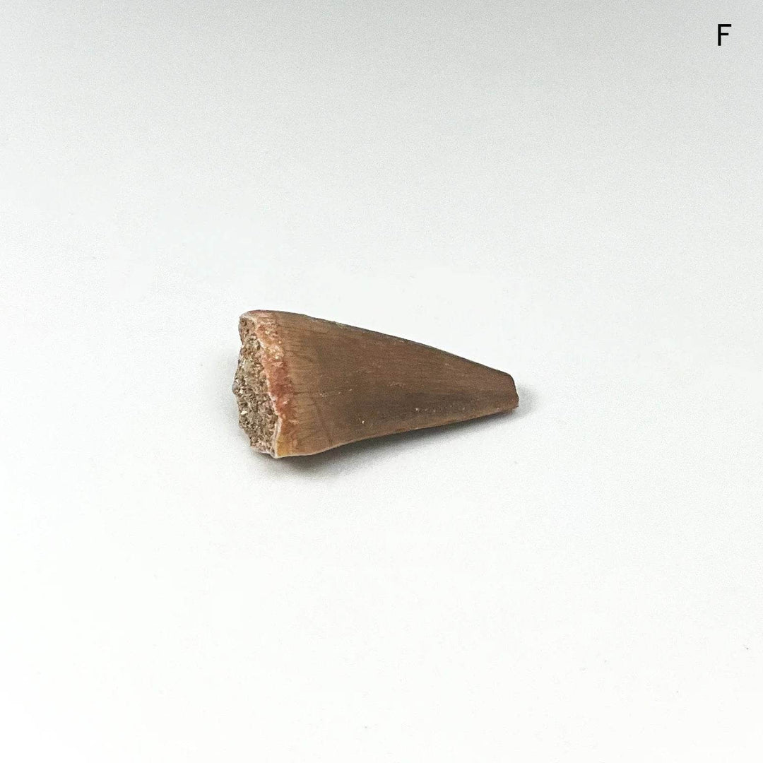 Fossilized Mosasaur Tooth Specimen - Rocks and Gems Canada