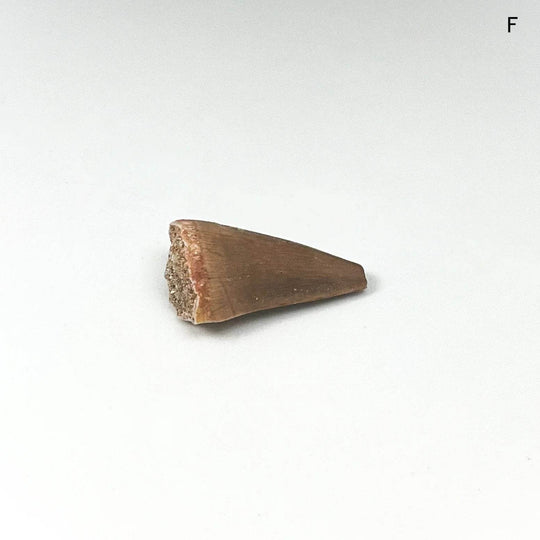 Fossilized Mosasaur Tooth Specimen - Rocks and Gems Canada