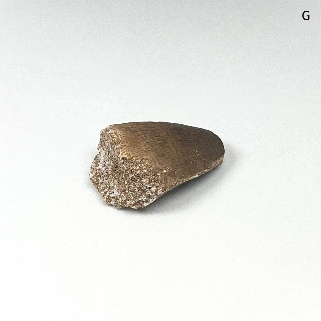 Fossilized Mosasaur Tooth Specimen - Rocks and Gems Canada