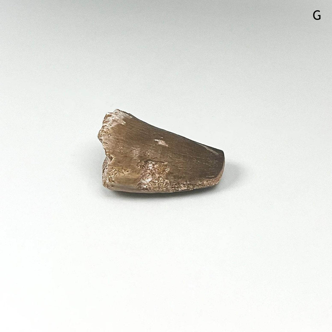 Fossilized Mosasaur Tooth Specimen - Rocks and Gems Canada