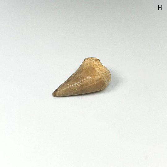 Fossilized Mosasaur Tooth Specimen - Rocks and Gems Canada