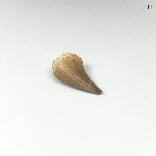 Fossilized Mosasaur Tooth Specimen - Rocks and Gems Canada