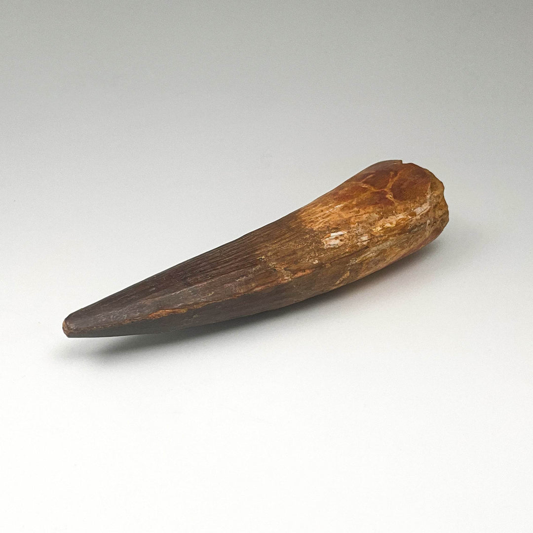 Fossilized Spinosaurus Tooth Specimen - Rocks and Gems Canada
