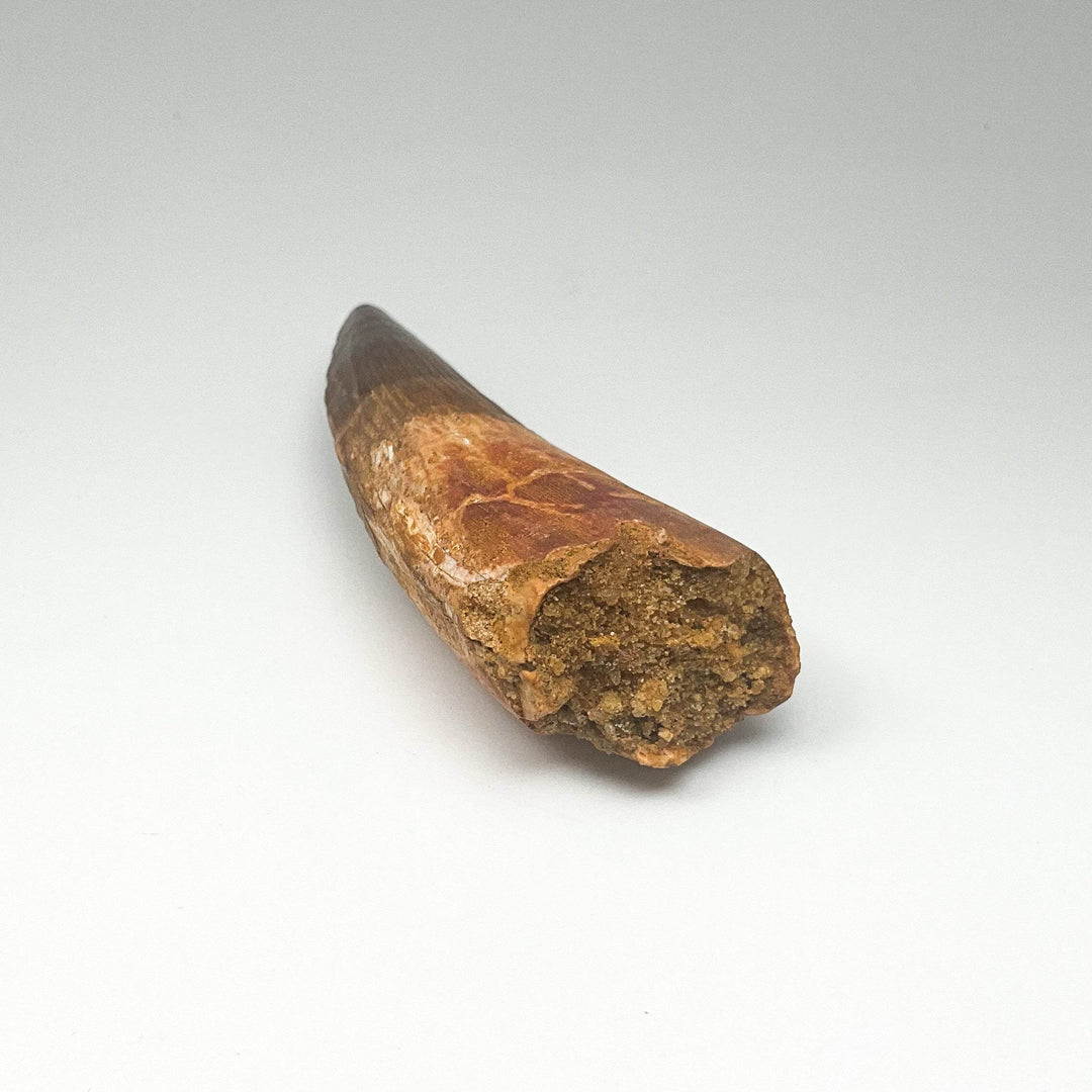 Fossilized Spinosaurus Tooth Specimen - Rocks and Gems Canada