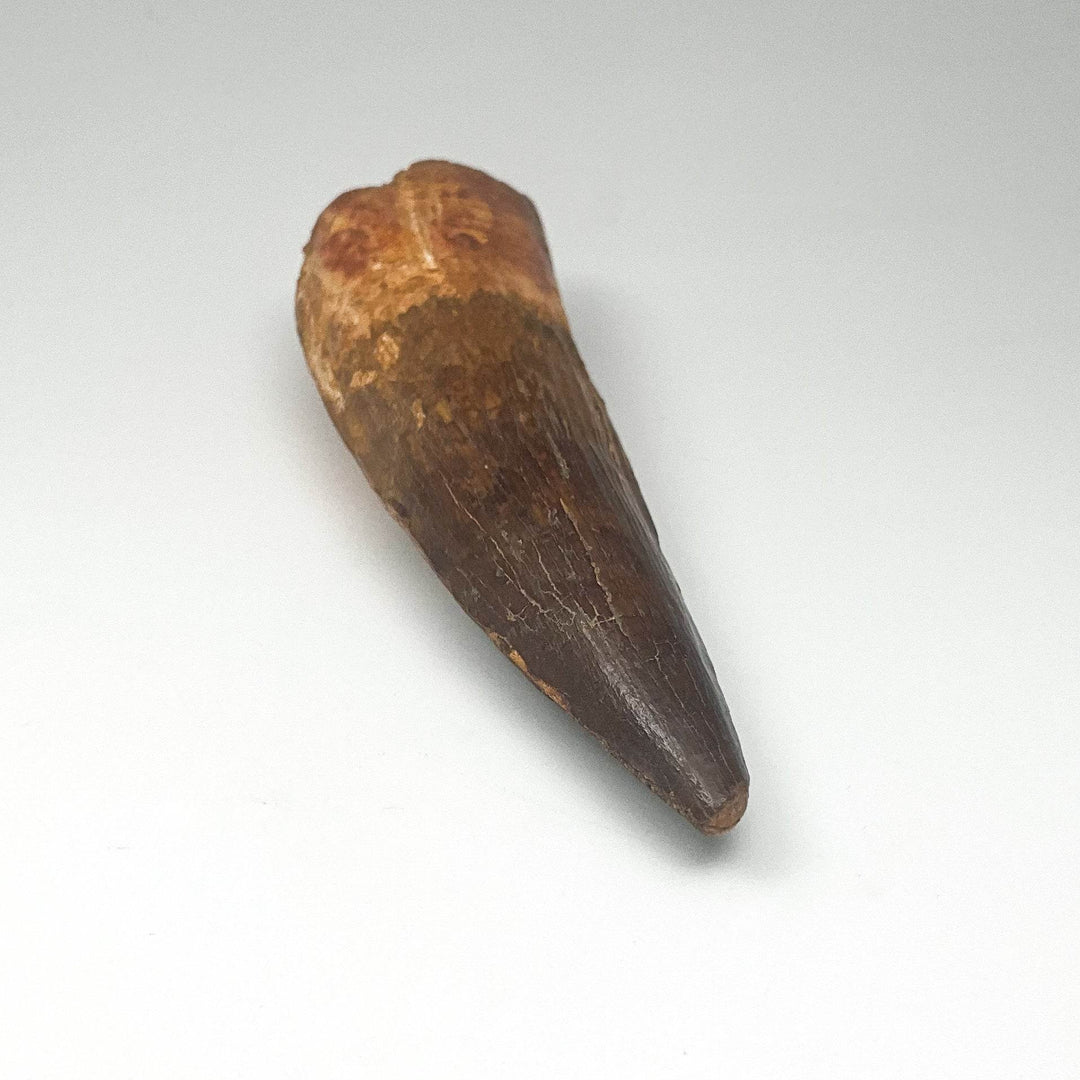 Fossilized Spinosaurus Tooth Specimen - Rocks and Gems Canada