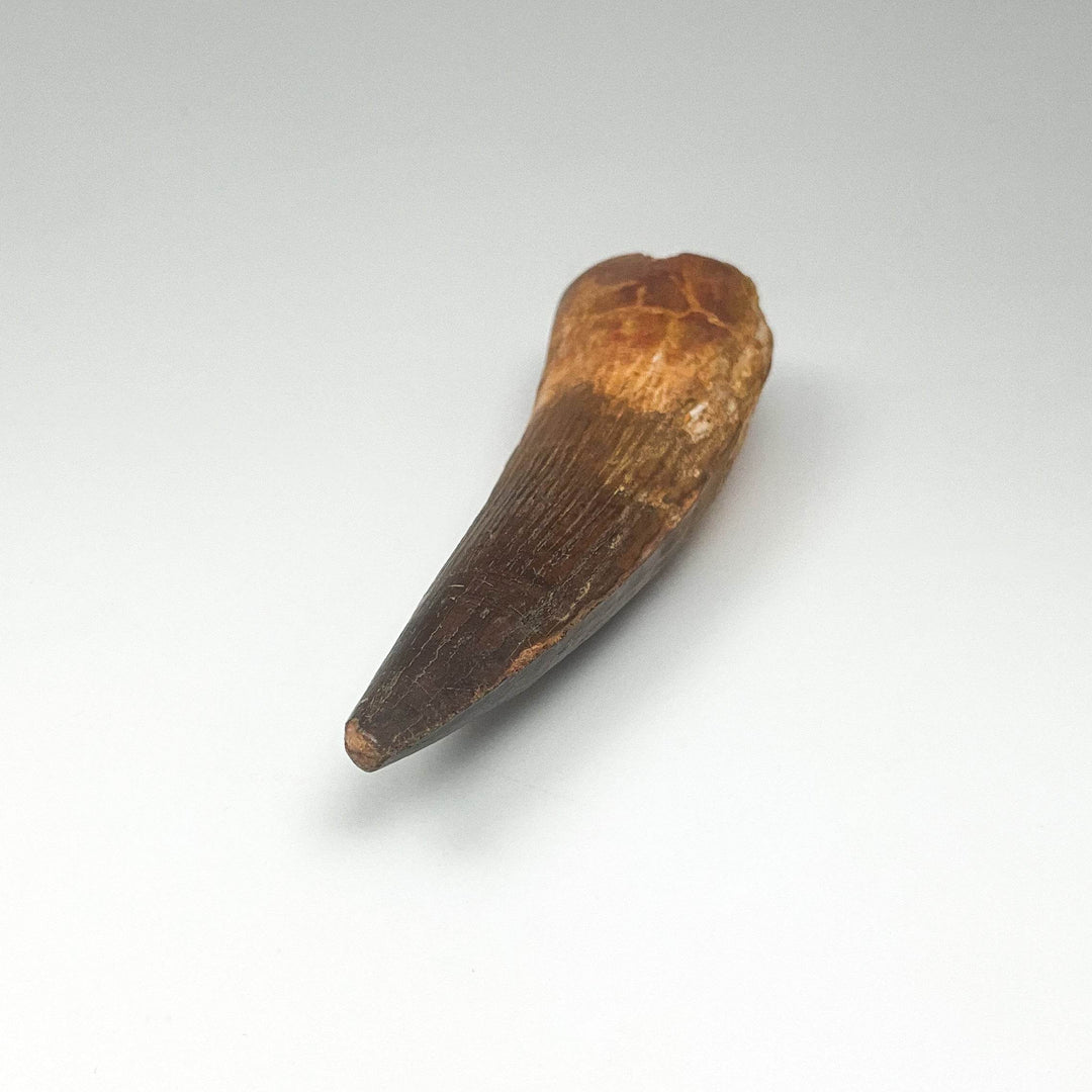 Fossilized Spinosaurus Tooth Specimen - Rocks and Gems Canada