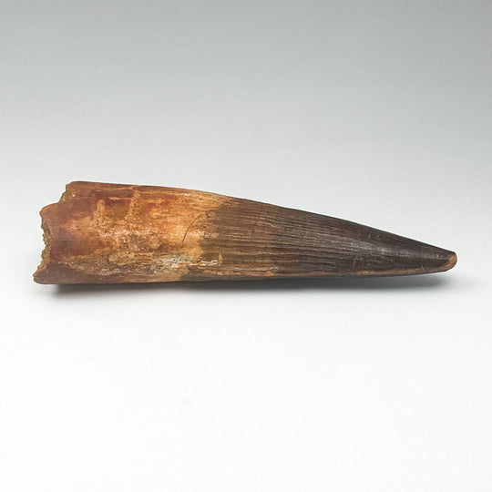 Fossilized Spinosaurus Tooth Specimen - Rocks and Gems Canada