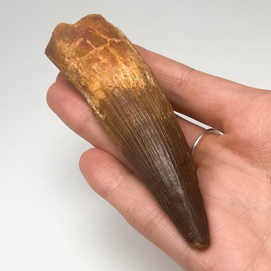 Fossilized Spinosaurus Tooth Specimen - Rocks and Gems Canada